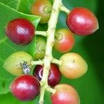 Prunus laurocerasus Celota