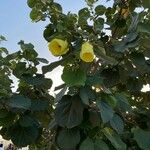 Hibiscus tiliaceus Foglia