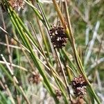 Juncus conglomeratus Folha