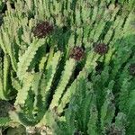 Caralluma arabica Hábito