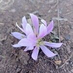 Colchicum cupanii Квітка