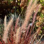 Pennisetum setaceum Hábitos