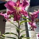 Lilium regale Çiçek