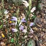 Limodorum trabutianum 花