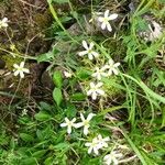 Sabatia brevifolia Flor