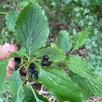 Cornus sanguineaFruct