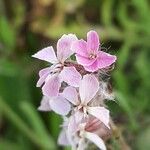 Silene gallica Blüte