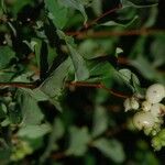 Symphoricarpos rotundifolius Hábitos