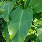 Canna indica Blad