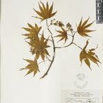 Acer campbellii Arall