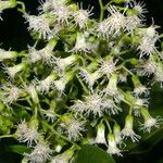 Neomirandea araliifolia Flor
