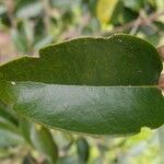 Securinega durissima Leaf