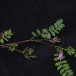 Astragalus sikkimensis Habit
