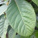 Ficus habrophylla Leaf