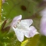 Stachys arvensis Blomst