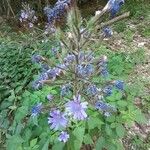 Lactuca alpina Flor