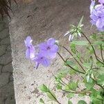 Phlox stolonifera 花