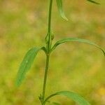 Valerianella dentata Yaprak