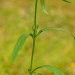 Valeriana dentata Blatt