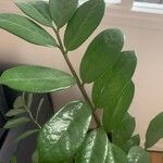 Zamioculcas zamiifolia Blatt