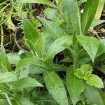 Centaurea montana Leaf