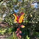 Thunbergia mysorensis Blüte