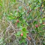 Prunus fruticosa Feuille