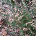 Calluna vulgarisFlower