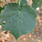Dombeya acutangula Leaf