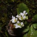 Micranthes virginiensis Flower