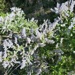 Ceanothus leucodermis Blüte