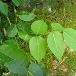 Derris trifoliata Habit