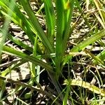 Carex divisa Foglia