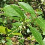 Ilex coriacea Celota