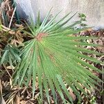 Washingtonia robusta Blatt