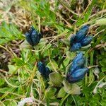 Gentiana glauca Lorea