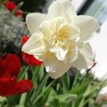 Narcissus dubius Blüte