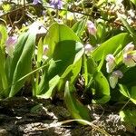 Galearis spectabilis Habit