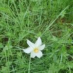 Narcissus x medioluteus Цветок