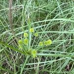 Cyperus strigosus花