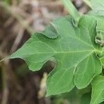 Montanoa hibiscifolia Frunză