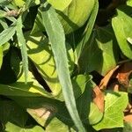 Amaranthus muricatus Leaf