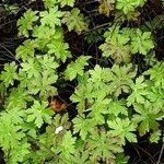 Geranium aculeolatum Leaf