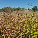 Persicaria hydropiper Buveinė