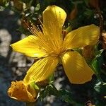 Hypericum reptans Flower