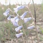 Brimeura amethystina Fula