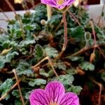 Erodium corsicum Çiçek