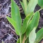 Maerua triphylla Leaf