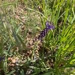 Muscari comosumЦвят