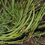 Juncus heterophyllus Hàbitat